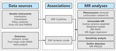 Inflammatory Cytokines and Risk of Ischemic Stroke: A Mendelian Randomization Study